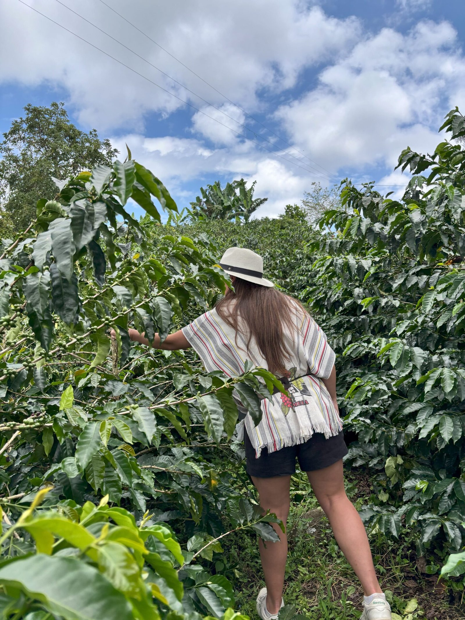 Tour de Café - Finca La Coqueta - Coffee Tour