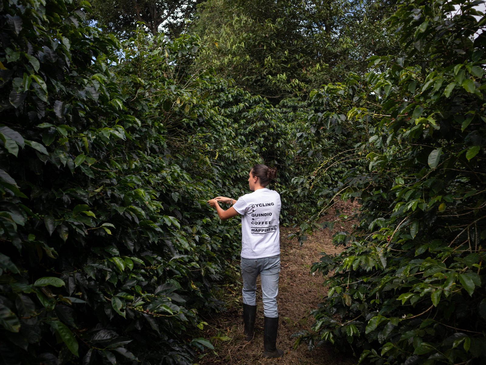 Camino cafetero - Cafetales - finca cafetera la coqueta